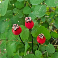 Csipkebogyó * kerámia virág