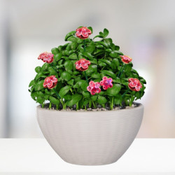 Nefelejcs * kerámia virág, mini